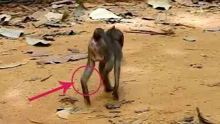 Baby Lori is pitiful baby monkey, A pitiful baby monkey Lori's life