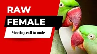 My friend raw parrot female meeting call to male#video #viral