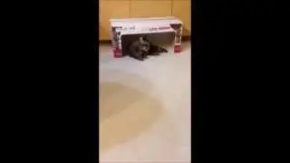 Pawless Cat Scooter Plays Goalie
