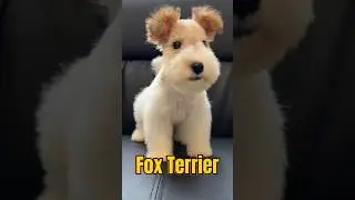 This is how a Fox Terrier grows up!