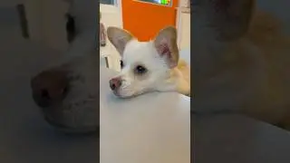 Ruppy uses her cuteness to get a tasty snack #cutepet #dog #pets