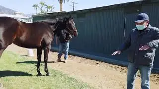 Horse trainer Jeff Bonde speaks on the importance of a Thoroughbreds balance.