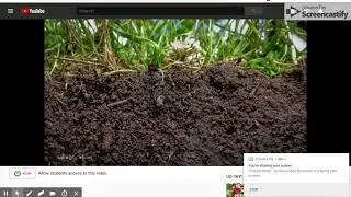 Vegetative Growth vs. Reproductive Growth