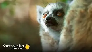 A Single Male Lemur Stands Up to a Entire Troop of Invaders 🌴 Gangs of Lemur Island | Smithsonian
