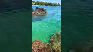 Check out Tobago 🇹🇹 #caribbean #travel #tobago #beach #trinidad #caribbeanvacation #youtubeshorts