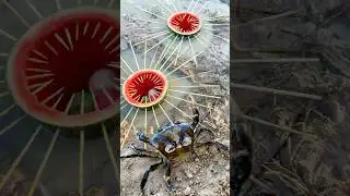 Catch CRABS Like a Pro with This Simple Trap!