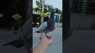 NETOY recall Training😁 #borga #pigeon #fancier #bird #kalapati #birds #pinoyfancier #birdspecies