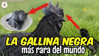 Gallinas Ayam Cemani: ¡El pollo negro hasta los huesos!