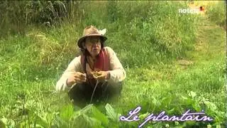 couplan plantain