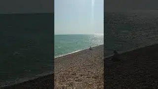 #hastings #beach #shorts