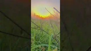 Evening Whatsapp Status Video Download, Best Good Evening Whatsapp Status Video, #statusvideo