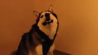 Husky sneeze meme (earrape)