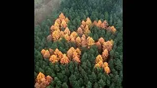 Ep. 100 - The Horror of Brandenburg Forest