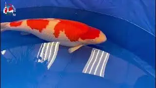 All Japan Koi Show 2024: Grand Champion, Majors en Nederlandse winnaars!