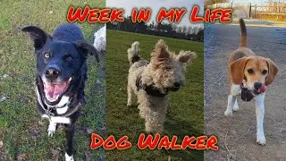 Dog Walking, Pet Sitting, Mermaid Training | A Week in February 2023 Vlog