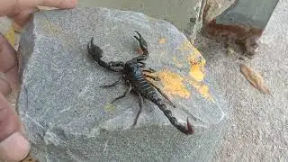 Don't scare scorpion but we are brave with scorpions 🦂