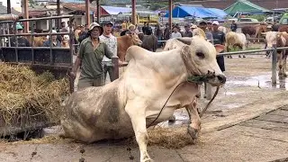 SEREM SAPI GALAK NGAMUK NABRAK PEDET 🔥🔥