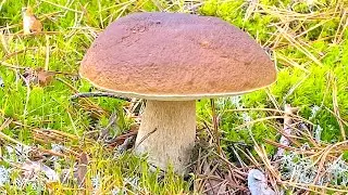 🌲 БЕЛЫЕ ГРИБЫ ВЕДРАМИ! Весь день в лесу! ЛУЧШИЙ ПОХОД 2023 ГОДА! Timelapse! #MUSHROOMS_777