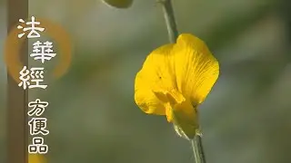 【靜思妙蓮華】法華經方便品 - 四生六道 輪迴無窮 - 20200708 第367集