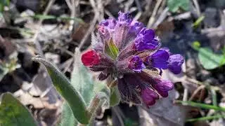 Pulmonaria mollis, March 2020