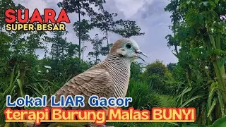 99% Pancingan PERKUTUT LIAR GACOR, Kung Istimewa Bikin Rame Sekitarmu, Jamin Nyaut