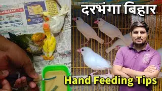 Hand Feeding Parrot Chicks Care | Darbhanga Bihar | Lovebird, Cockatiel, Sun Conure, Small Conure