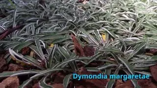 Dymondia margaretae Growing Guide (Silver carpet) by GardenersHQ