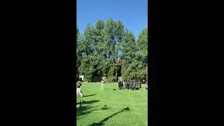 Black Bear Tumbles After Being Tranquilized at UC Davis Campus