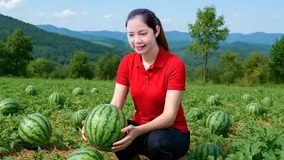 4 Days Alone Harvesting 40kg of Watermelons to Sell at the Market &ndash; Farming | Hanna Daily Life