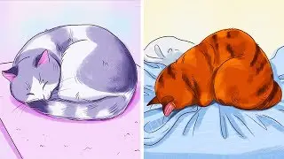 Dimmi Come Dorme il Tuo Gatto e Ti Dirò che Tipo È