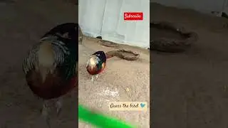 కనిపెట్టండి #hint is in the song#beauty #bird #multi colour