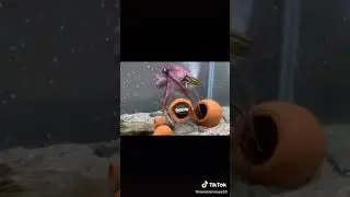 Smart Octopus Opens A Jar  TikTok: hamstermaze33