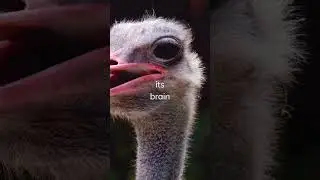 An ostrich&rsquo;s eye is bigger than its brain