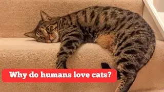 Why humans love cats!