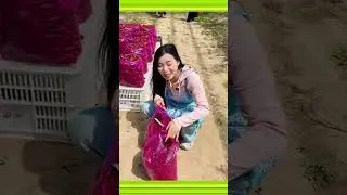 Haizhitang Fresh Fruit Garden#It's harvest season again# Happy countryside harvest season