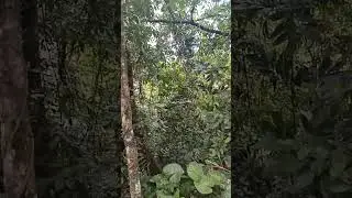 MAJESTIC NATURAL FOREST.#shorts#shortsfeed#shortsvideos #shorts#short#reels #reelsviral#viral