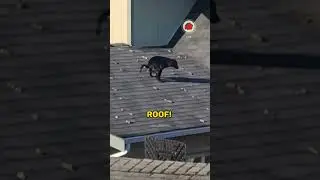 Собачьи какашки #шорты