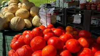 Plan for 2026 Greenhouse Tomatoes 🍅 