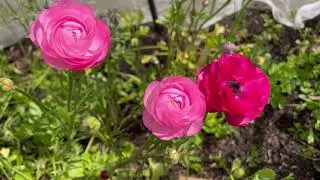 Growing ranunculus from seed.  Part Four.  Quick update