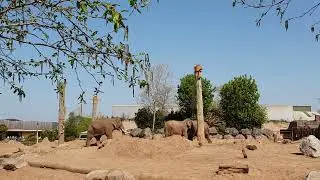 Chester zoo elephants