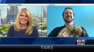 Lost Pet Tips
