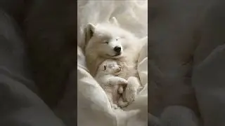 Samoyed Mom and Puppy Snuggling While Sleeping 🐶💤 | Adorable Animal Shorts