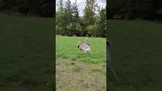Wenn unsere Nandus laufen und Spa&szlig; haben. 🤩 #nandus #rhea #rheaamericana #laufvogel