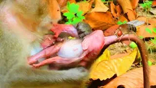 Oh No! Why mother Reject milk her baby? Adorable baby monkey cute cute so lovely...