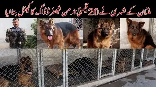 Visited at Big Paws Breed Kennel Show Quality German Shepherd in Multan Pakistan 2021 II Nadeem Baig