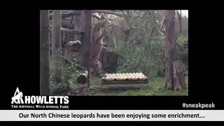 The North Chinese leopards at Howletts have been enjoying some enrichment