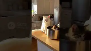 Wait&hellip; Why Are There Cats in My Kitchen?! #kittencute #catattack #kitchencats #cute #funny