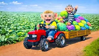 Little Farmer Monkey Meets a Thief in a Storm &mdash; From Enemies to Best Friends | Monkey Farm Work