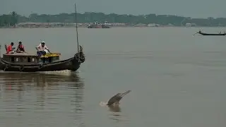 Shushuk, Our Rivers and Mankind (শুশুক, নদী এবং আমরা)