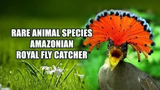 Rare Animal Species - Amazonian Royal Flycatcher (Crown Bird) Onychorhynchus (coronatus)